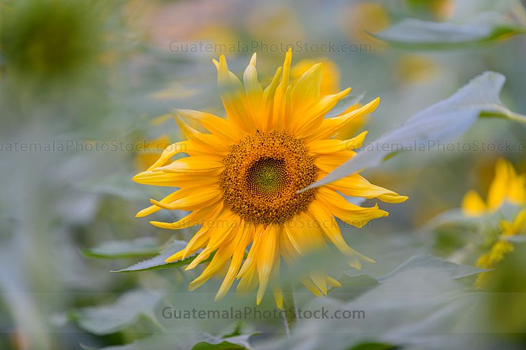 Girasol