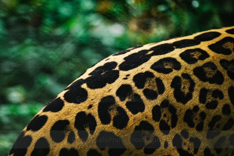 Lomo de Jaguar