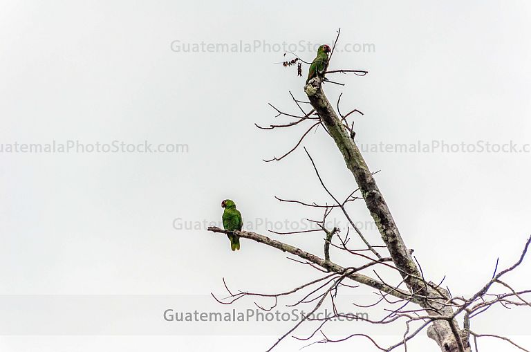 Loros Verdes