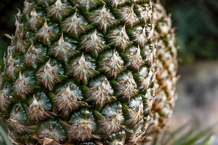Piña
