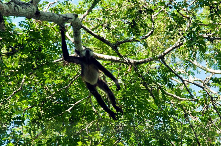 Mono araña en Yaxhá