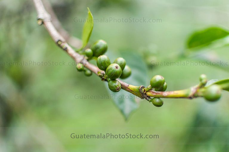 Rama de cafetal con granos de café