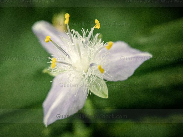 Macro naturaleza