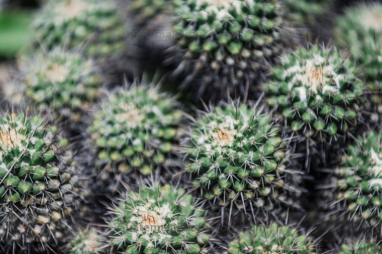 Planta del Jardín Botanico