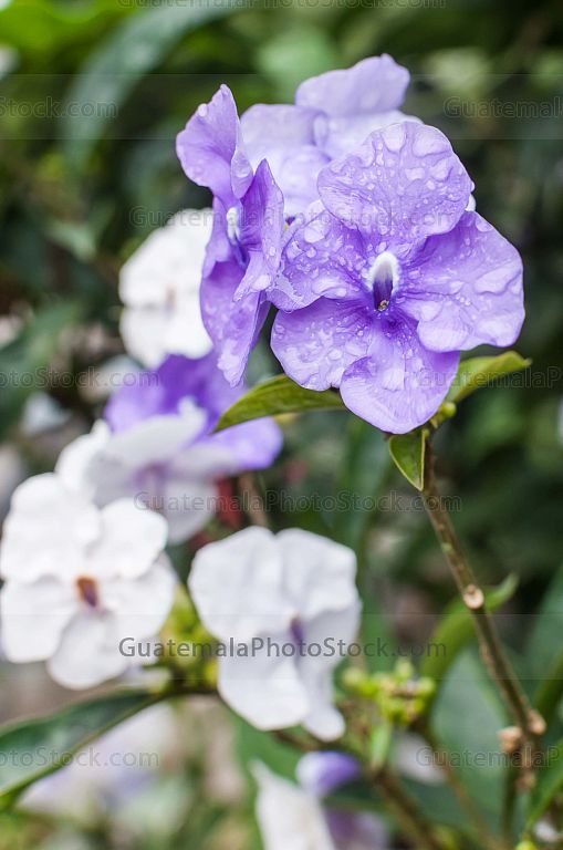 Flores