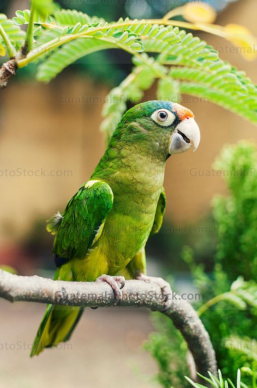 Loro