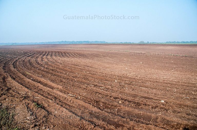 Campos de caña de azucar