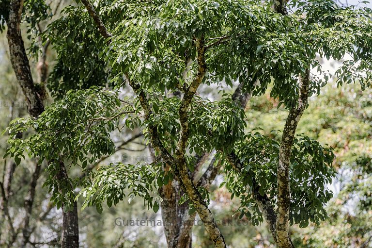Bosque de hormigo