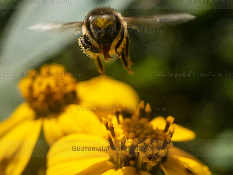 Macro de insectos