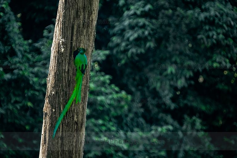 Quetzal en el nido