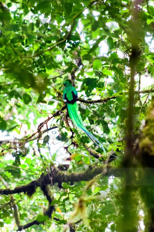 Quetzal