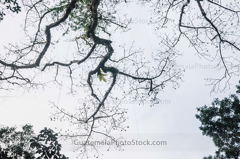 Ceiba