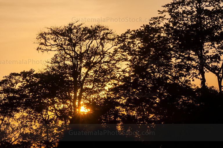 Atardecer entre árboles
