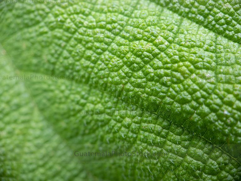 Macro naturaleza