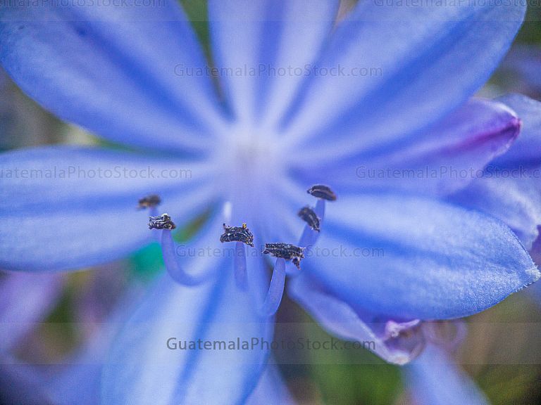 Macro flores