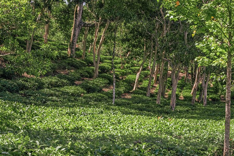Campo agricola de la Cooperativa Chirrepec