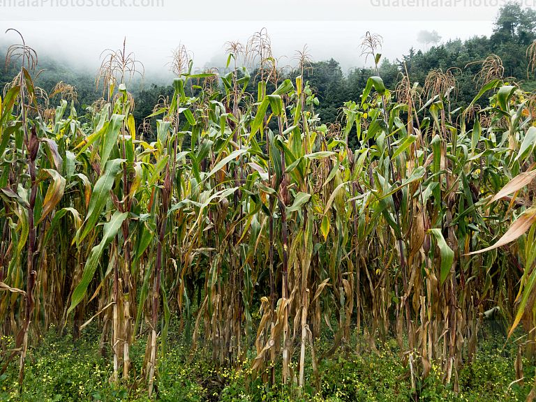 Milpa