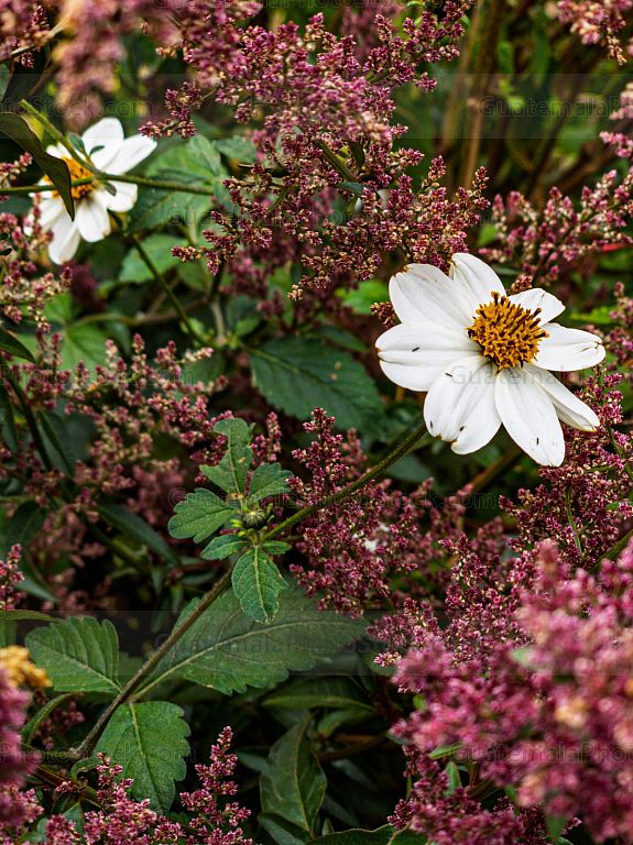 Amor seco o aguja española (Bidens pilosa)