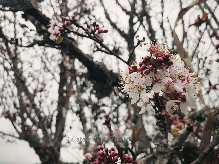 Flor de Cerezo