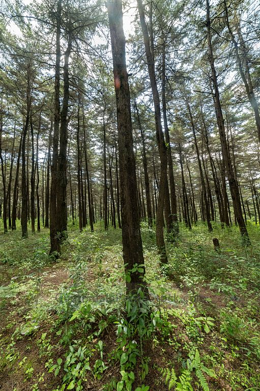 Bosque en Santa Lucia Milpas Altas