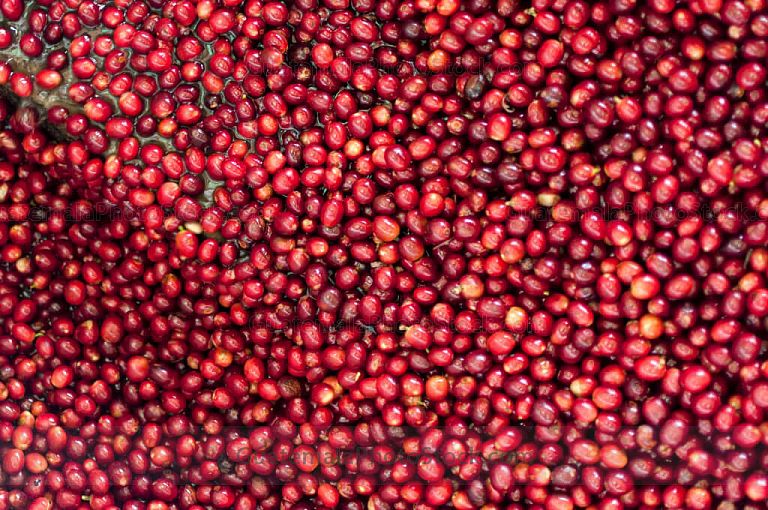 Granos de café orgánico