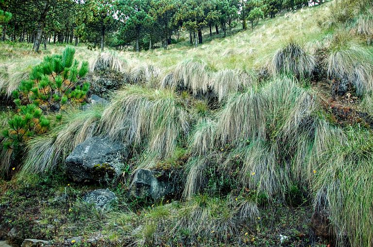 Pastisales de altura en el crater del Volcán de Agua