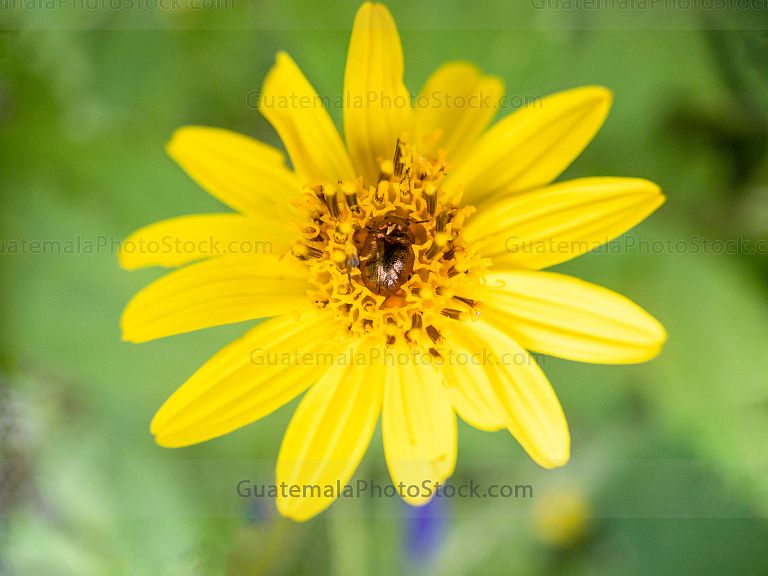 Macro fotografia