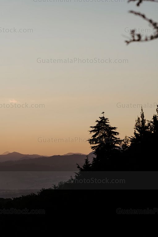 Siluetas de arboles al atardecer