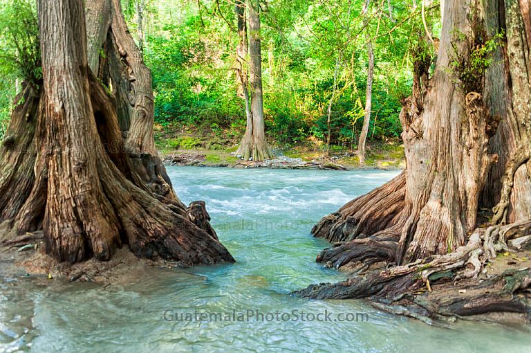 Árboles de Ahuehuete en Río Azul