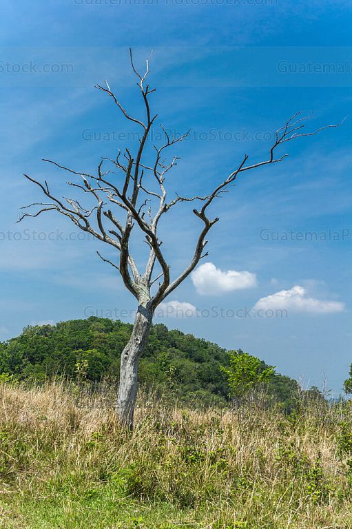 Árbol seco