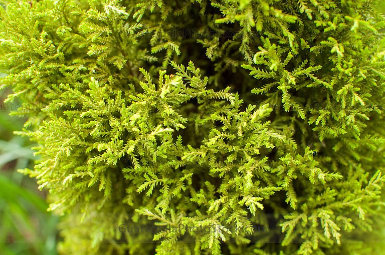 Ciprés Goldcrest, ciprés con olor a limón