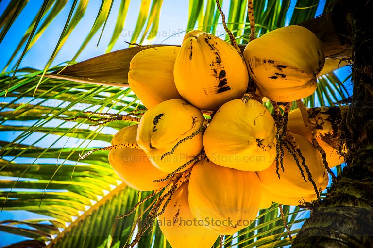 Cocos