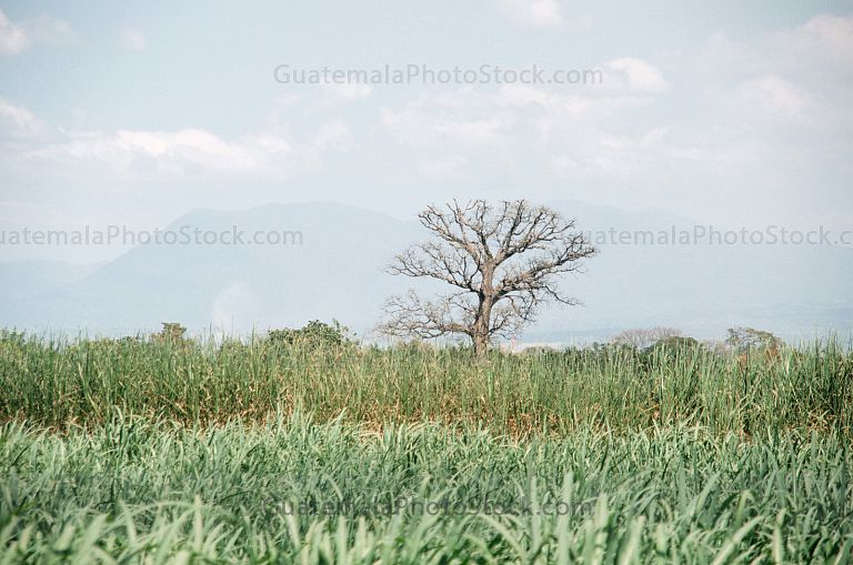 Campo agricola de caña de azúcar