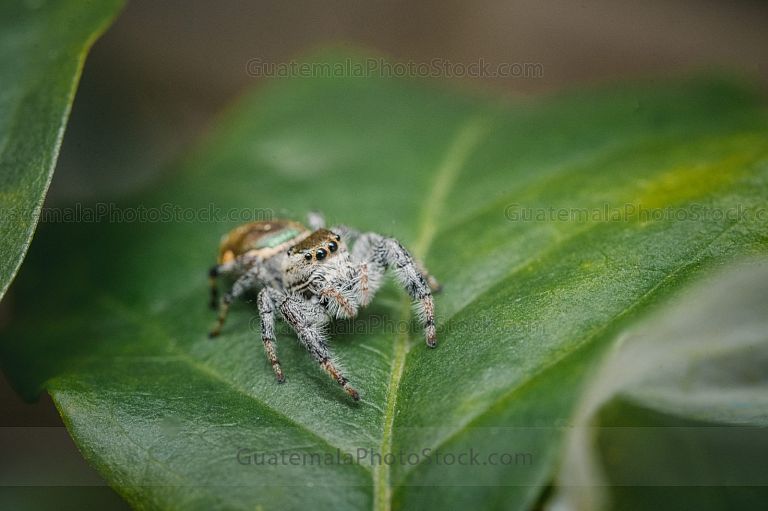 Araña saltarina
