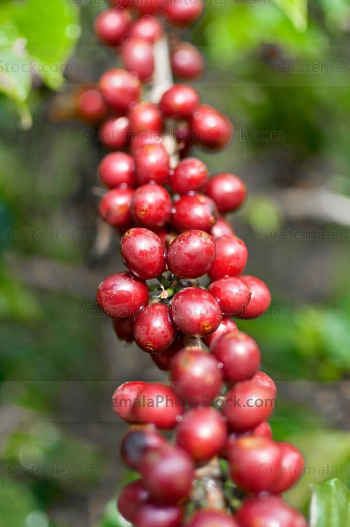 Rama de Cafeto