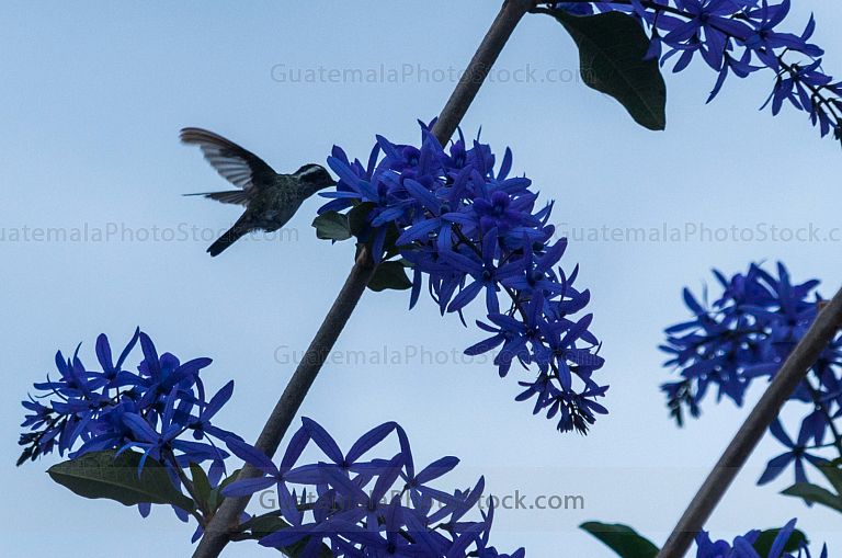 Colibrí