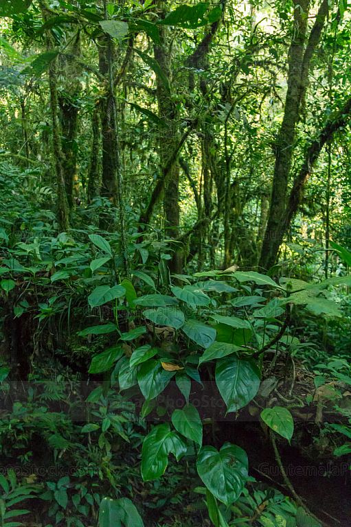 Selva tropical que rondea la Laguna de Maxbal