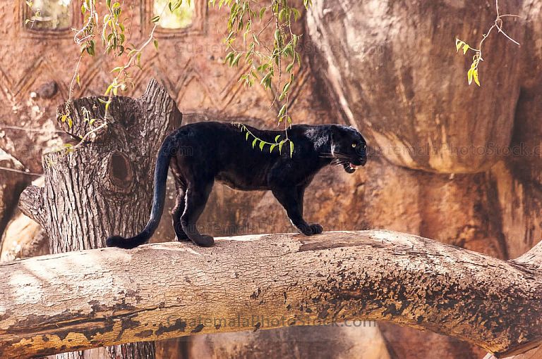 Pantera Negra