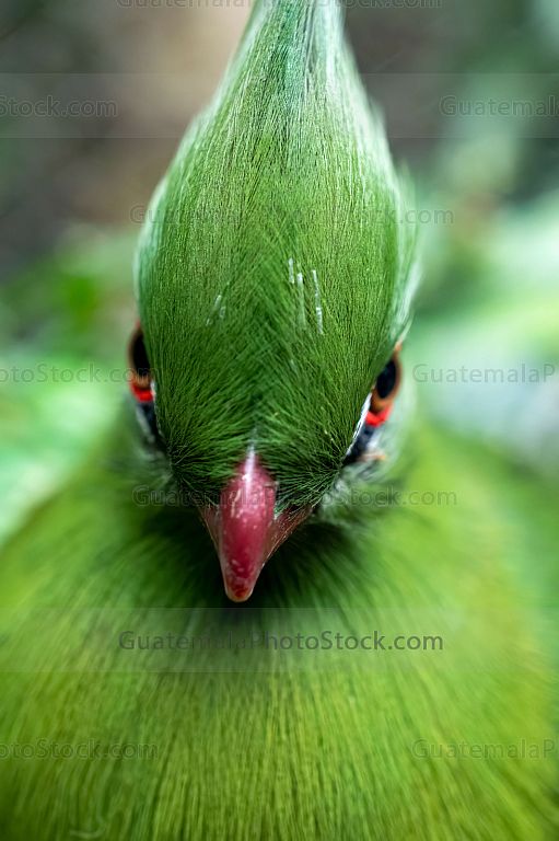Turaco esmeralda con penacho en la selva tropical