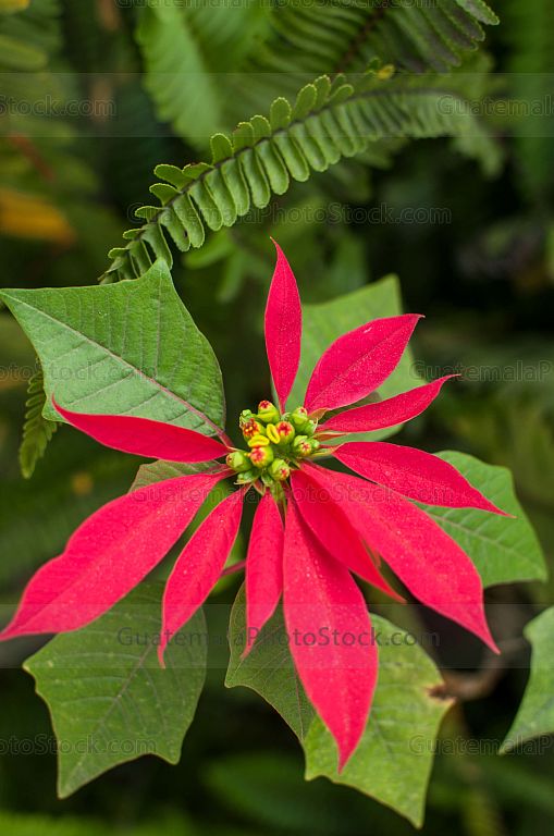Flor de pascua