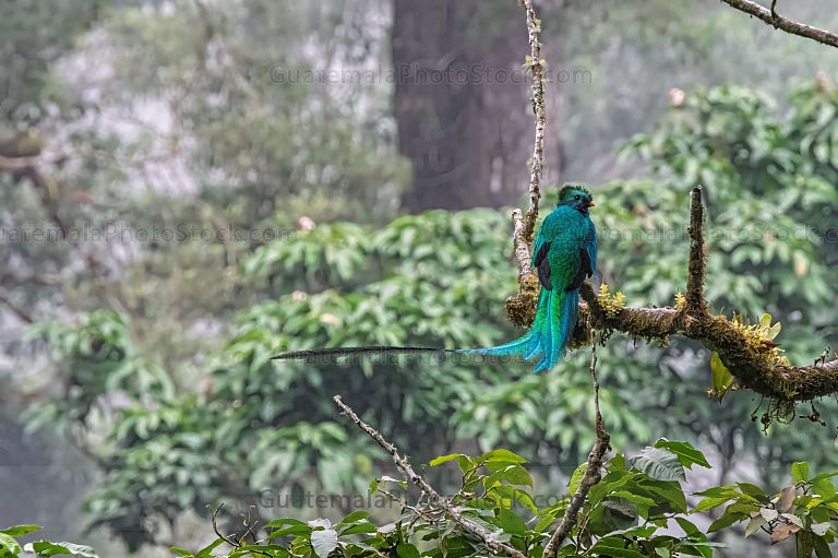 Quetzal