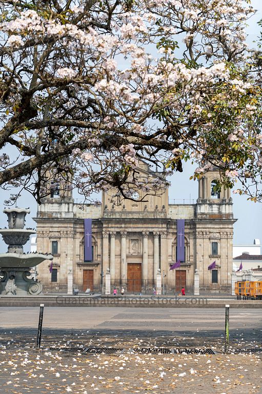 Catedral Metropolitana