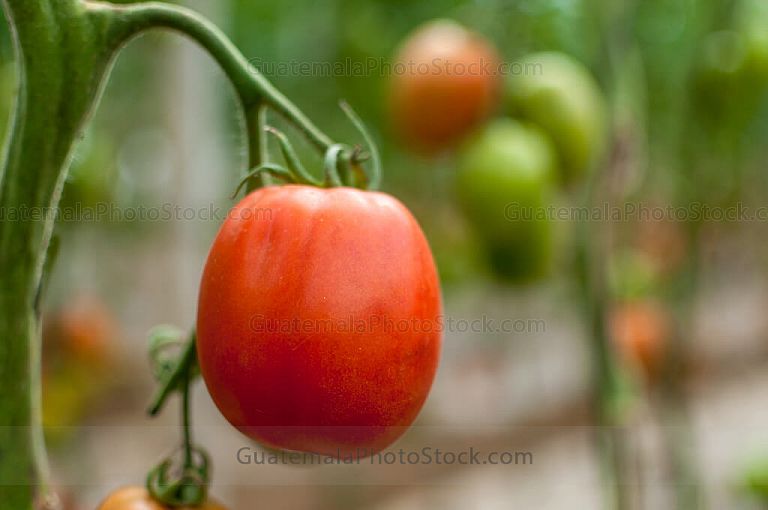 Tomate