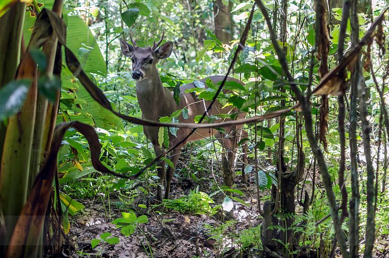 Venado en el Santuario de Venados de Green Rush