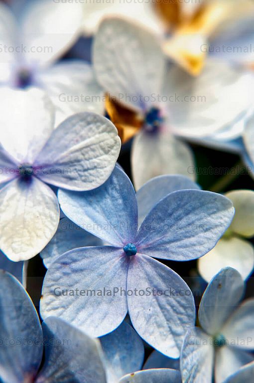 Hortensias