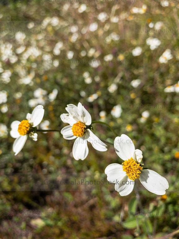 Flor de campo