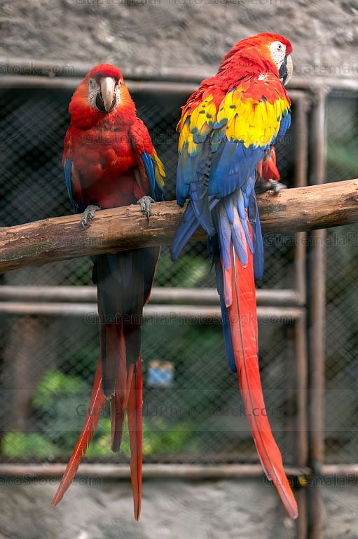 Guacamayas rojas en cautiverio
