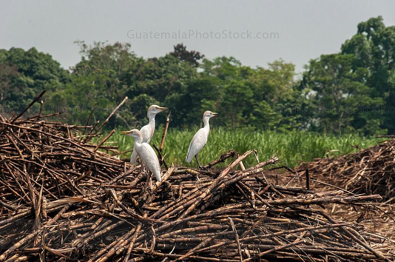 Garzas y caña de azucar