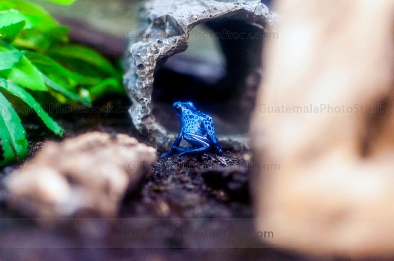 Rana flecha azul (Dendrobates azureus)