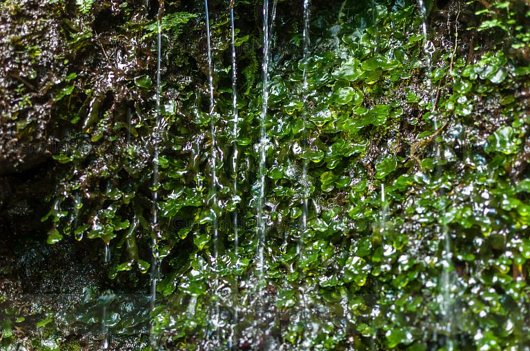 Nacimiento de agua en el Sendero del Alto